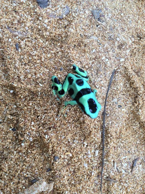 Turtle Beach House Bocas del Toro Zewnętrze zdjęcie
